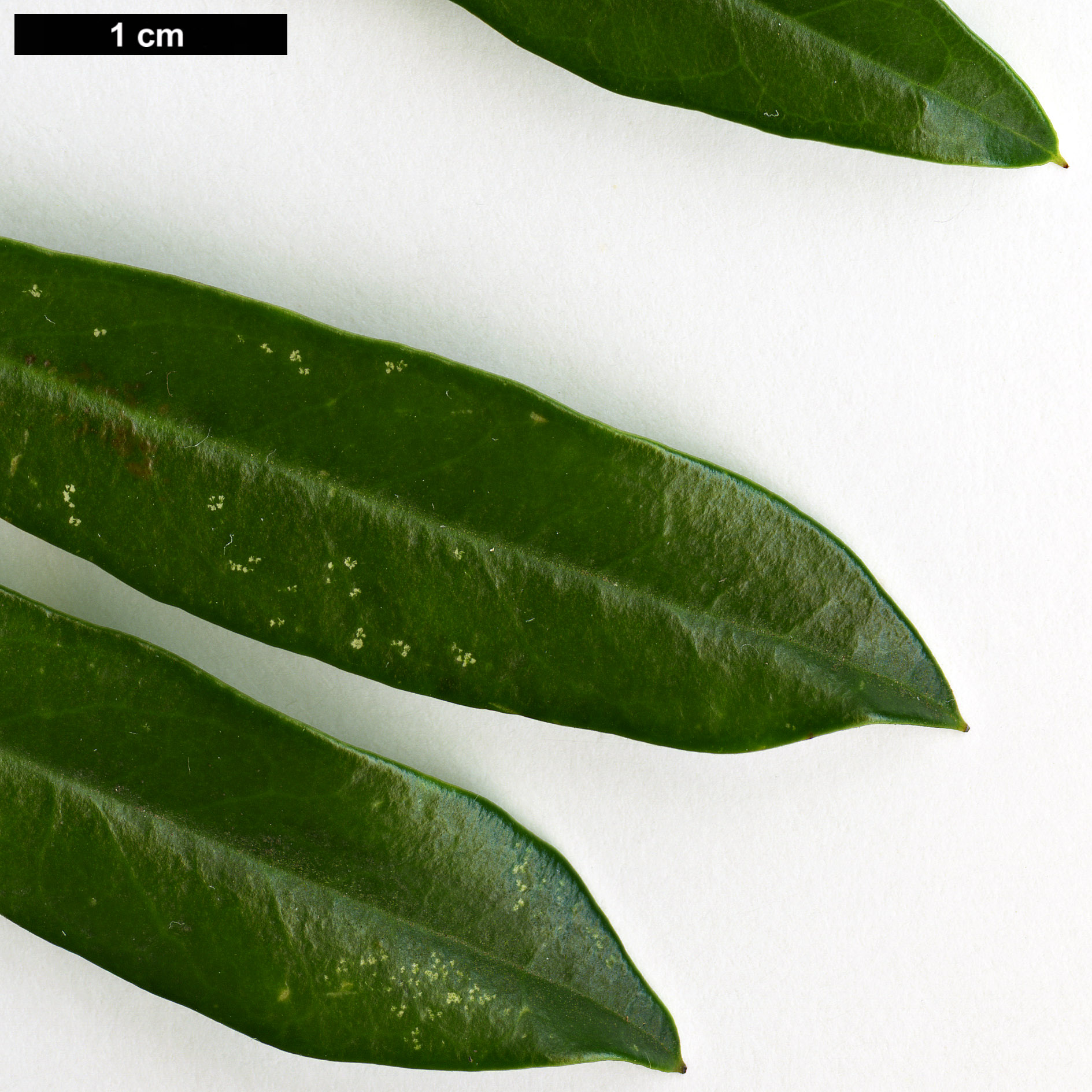 High resolution image: Family: Aquifoliaceae - Genus: Ilex - Taxon: cassine - SpeciesSub: var. angustifolia